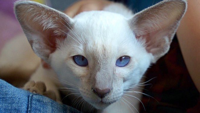 Cat Ears Help Control Your Cat's Balance