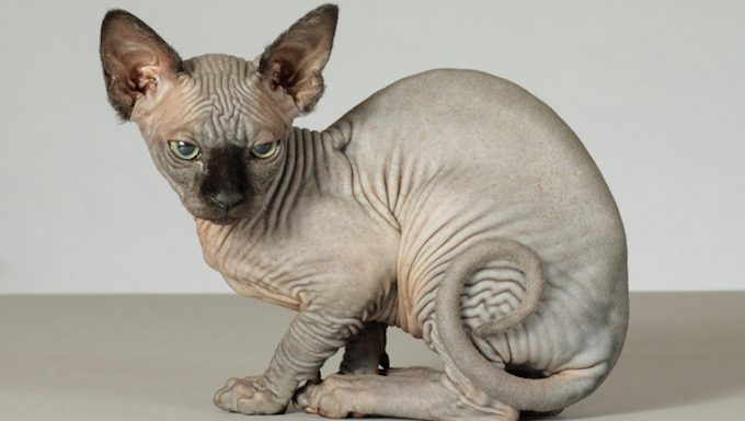 Hairless Cats Need Bathing