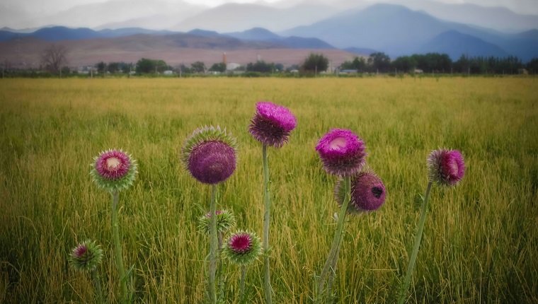 Milk Thistle