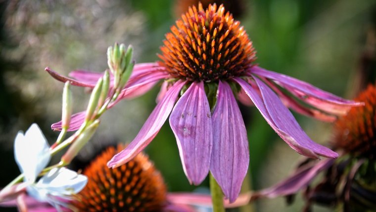 Echinacea