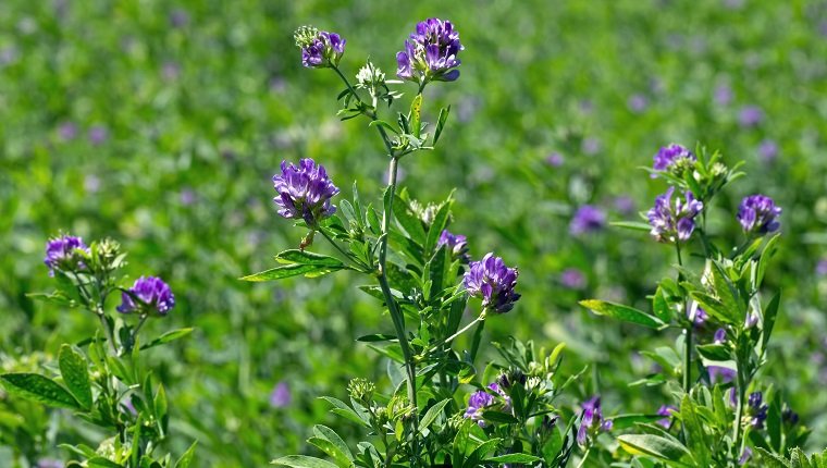 Alfalfa