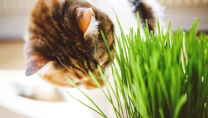 Grow Catnip And Wheatgrass