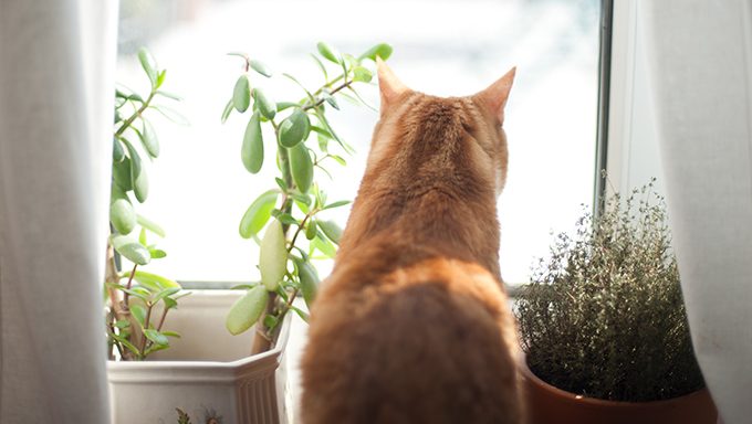 If Possible, Set Up Your Cat’s Corner Near A Window