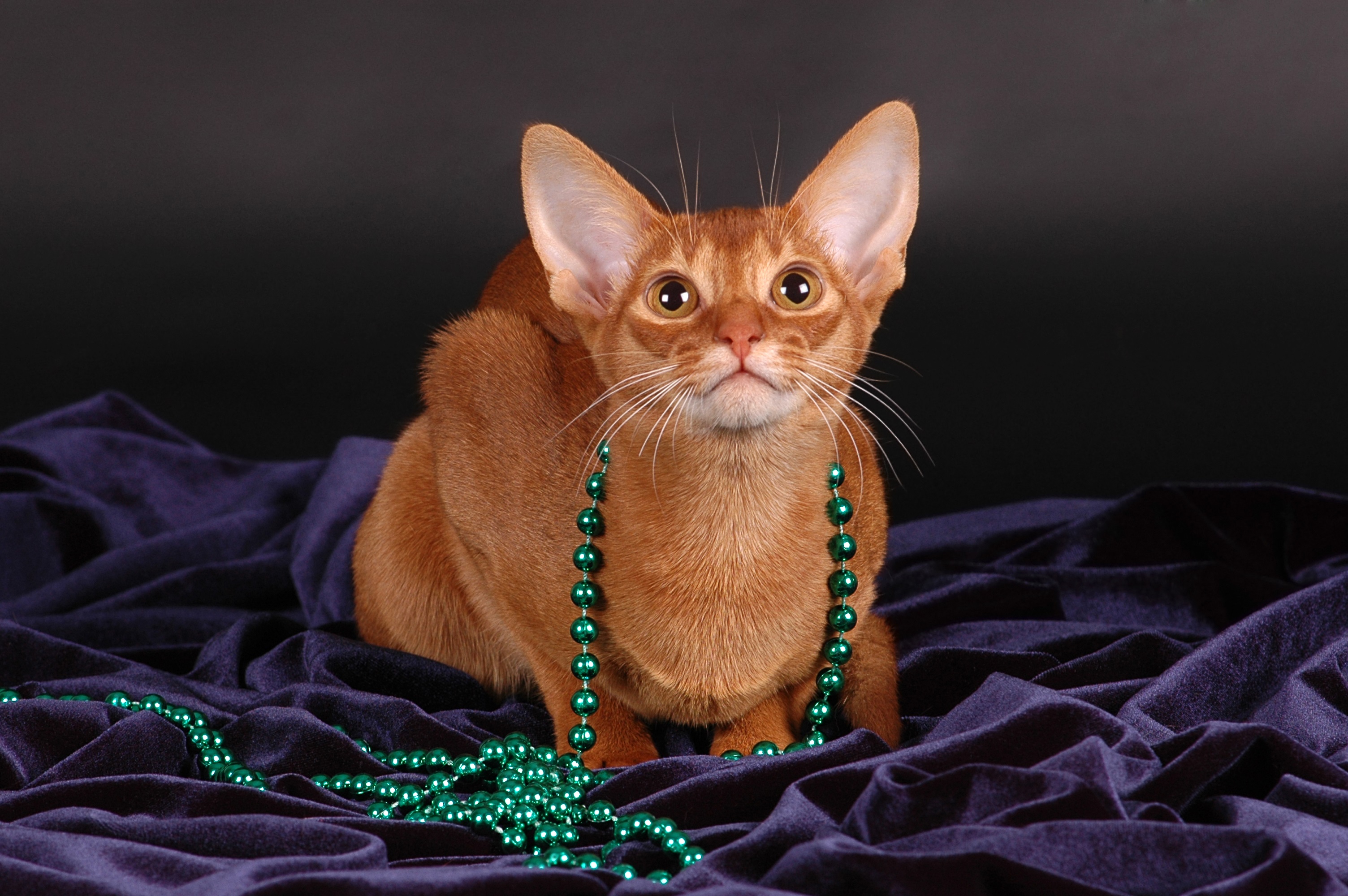 Mardi Gras Cats!