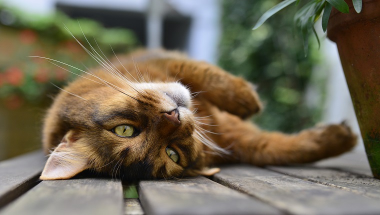 22. Somali Cat