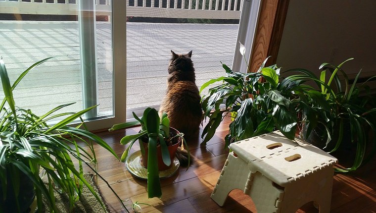 Houseplants And Flowers