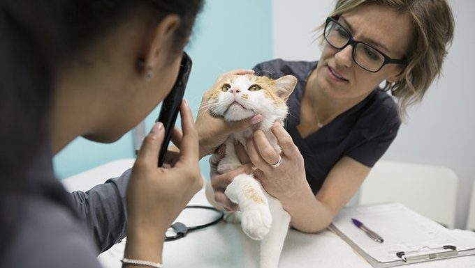 Regular Visits Make The Vet Less Stressful