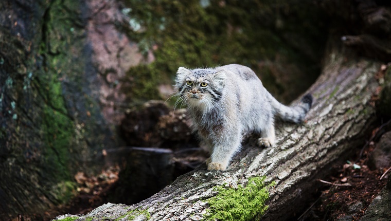 Pallas Cat