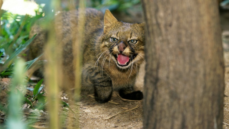 Pampas Cat