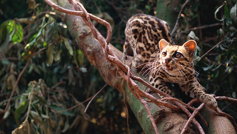 Margay