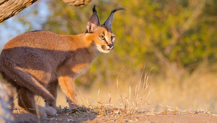 Caracal