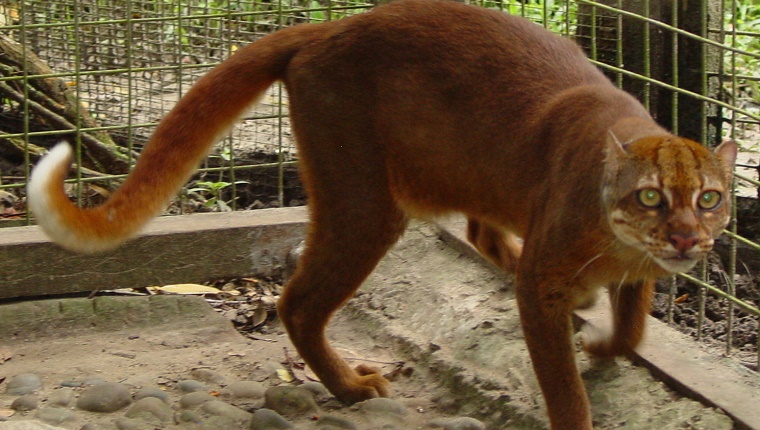 Borneo Bay Cat