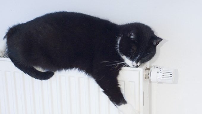 There Are Special 'Warm Beds' For Cats