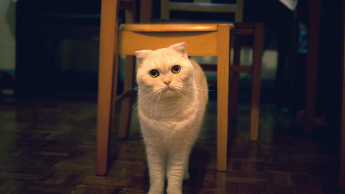 Scottish Fold Cats And Kittens