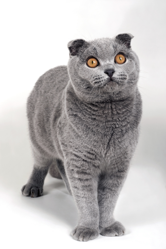 Scottish Fold Cats And Kittens