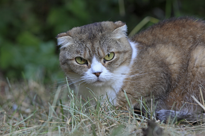 Scottish Fold Cats And Kittens