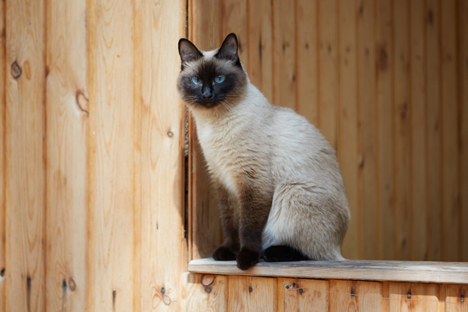 Siamese Cats And Kittens