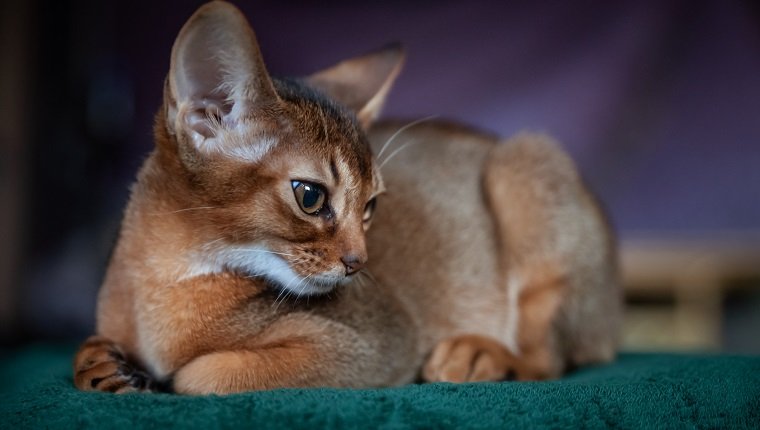 Abyssinian Cat