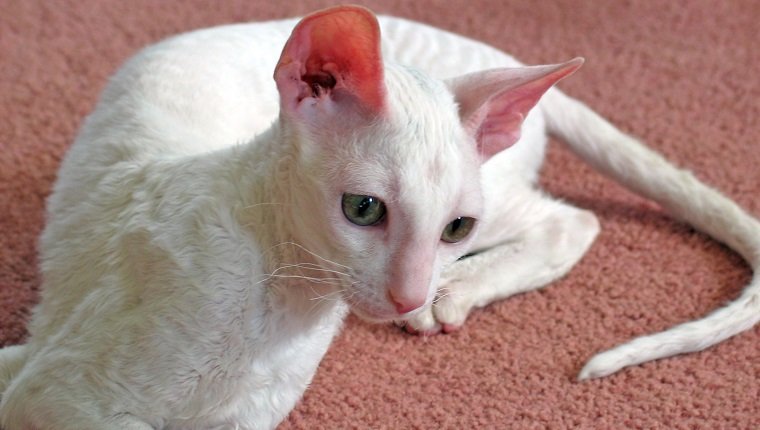 Cornish Rex Cat