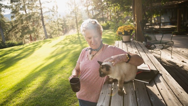 Cats Can Get Sunburned, So Protect Them