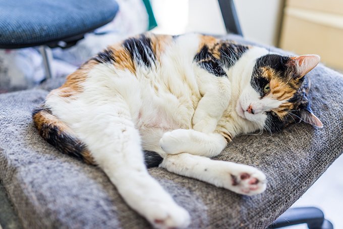 Any Piece Of Furniture That's Been Lint Rolled Is Now Your Cat's Favorite Hangout