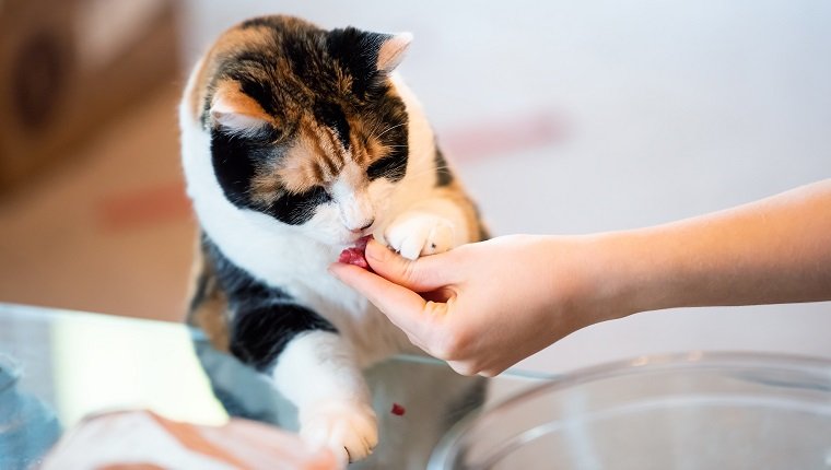 Give Kitty Food And Water Before The Trip