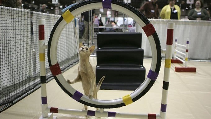 Get Ready For An International Cat Agility Tournament