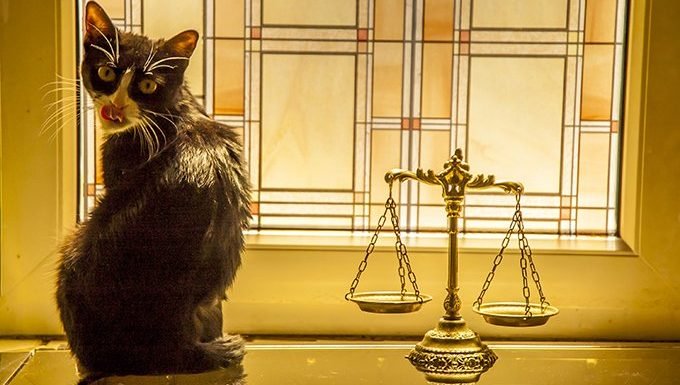 Libra Cat (September 23 - October 22)